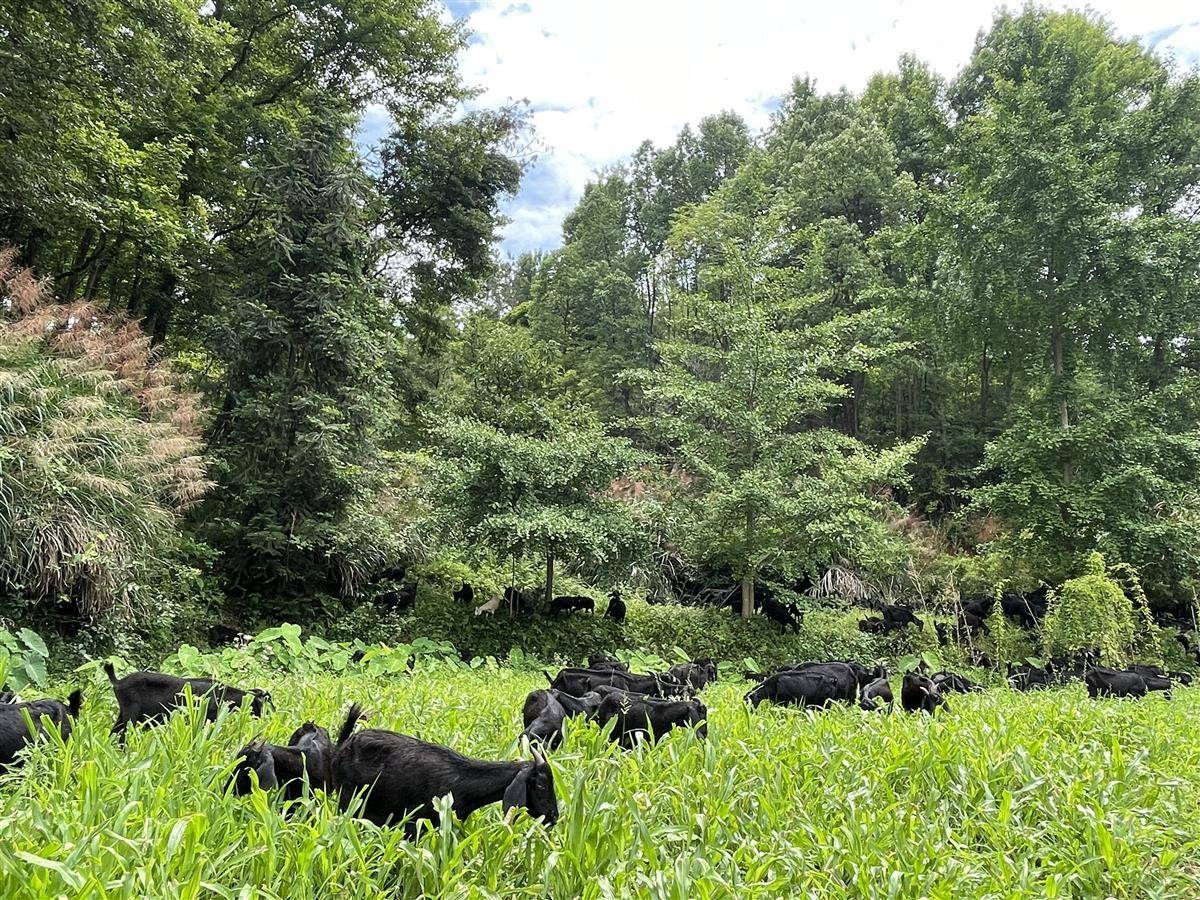 加速卖全国!湖北大别山黑山羊"爆红"的秘密