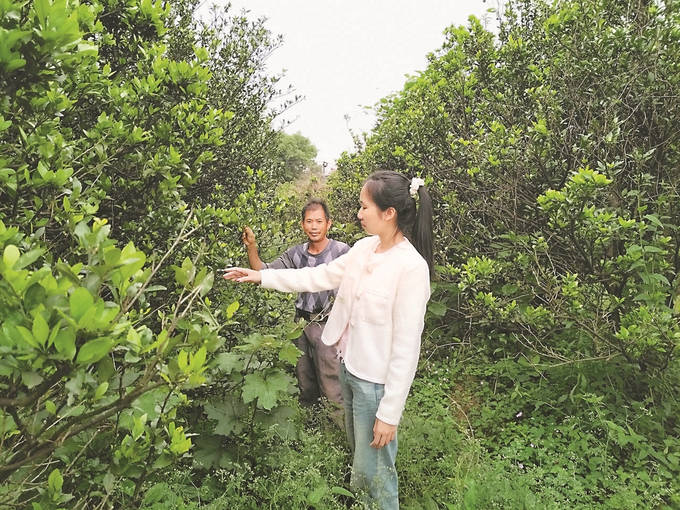 蒋梅芳正与村民一起走在柑橘地里.