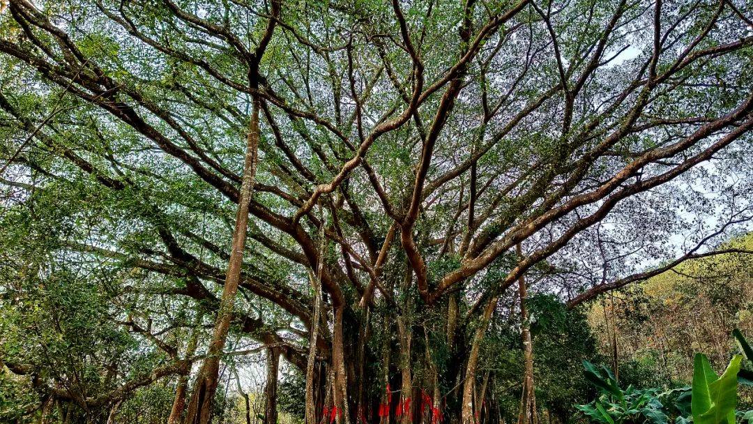 耿马风景图片