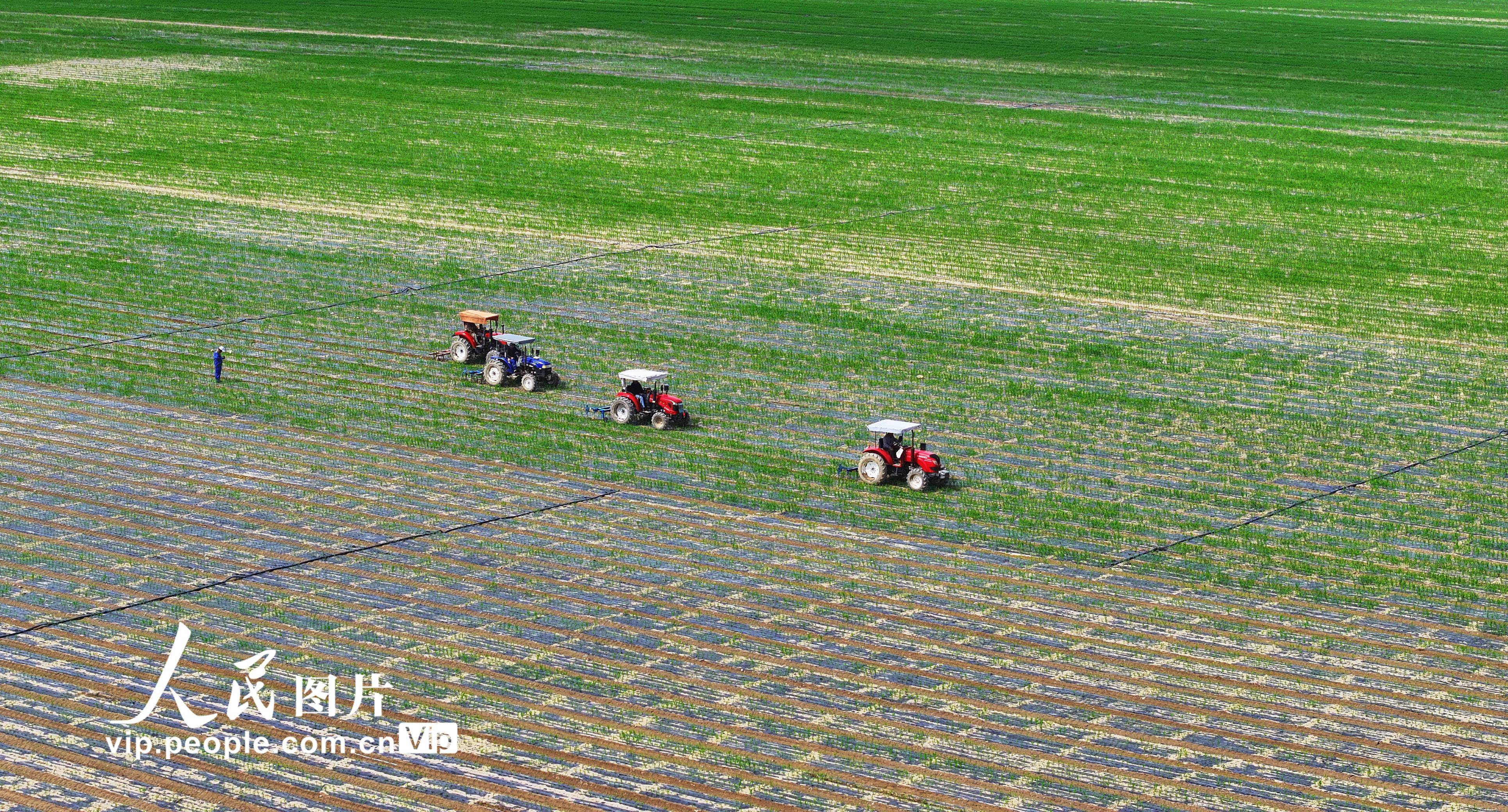 甘肃民乐:中耕作业忙