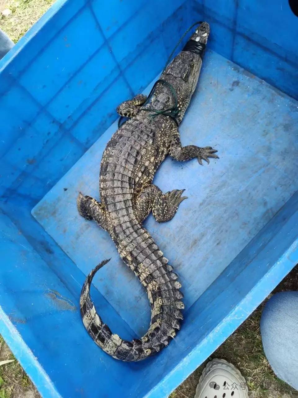 长江武汉段惊现暹罗鳄!