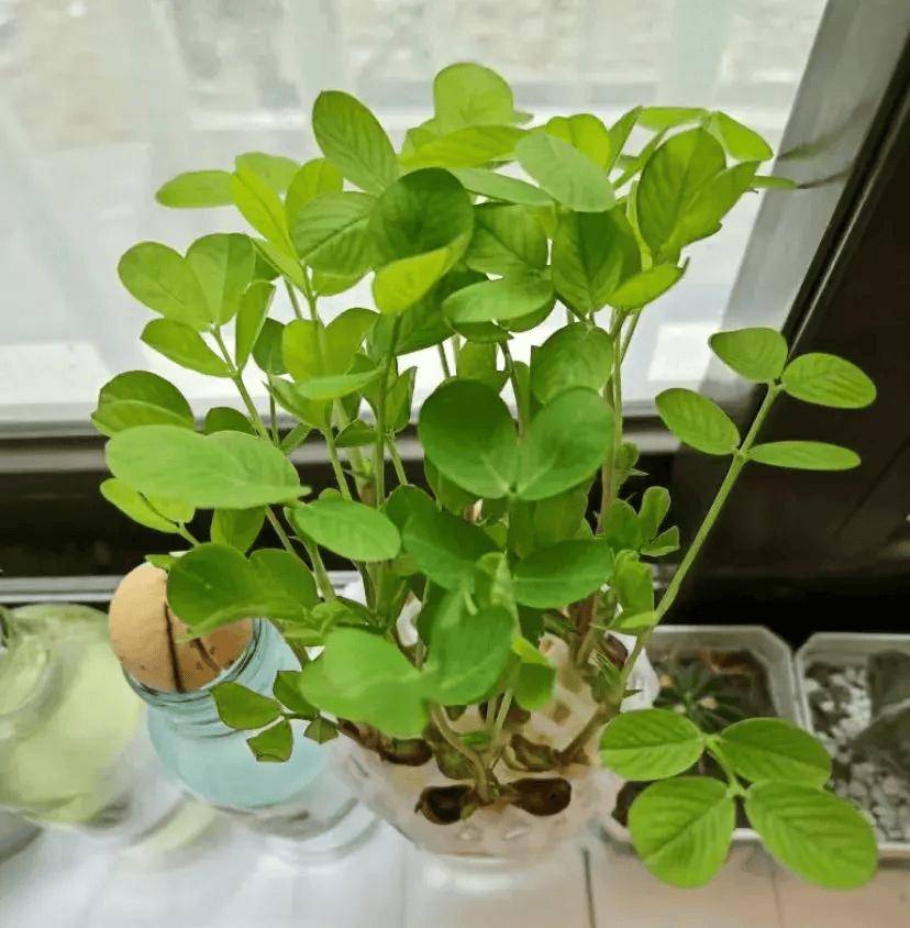 打到种绿植的车,爱死了!车主:打我车的人都有"好事发生"