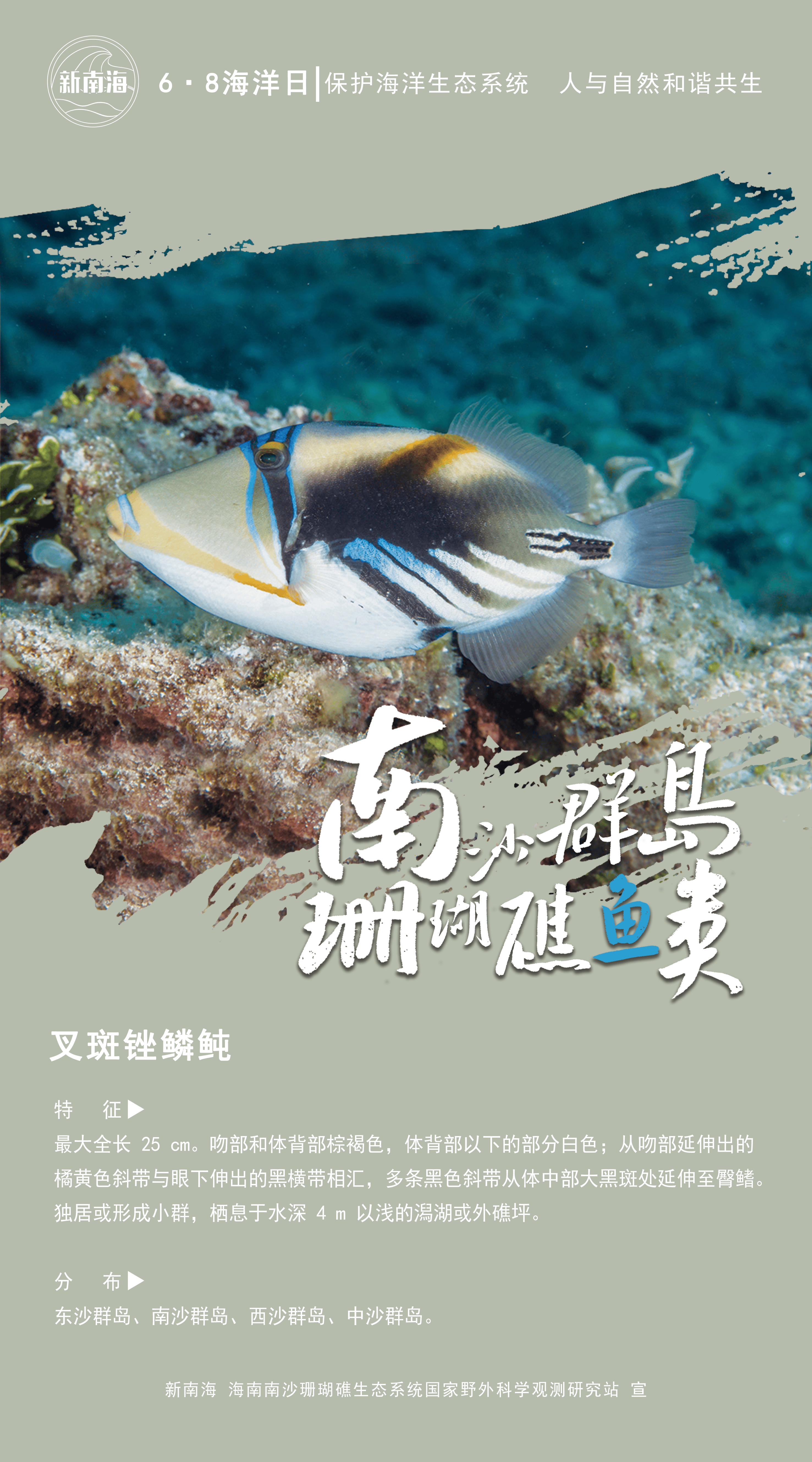 南沙群岛珊瑚礁有多少种鱼?一组海报带你认识!|世界海洋日