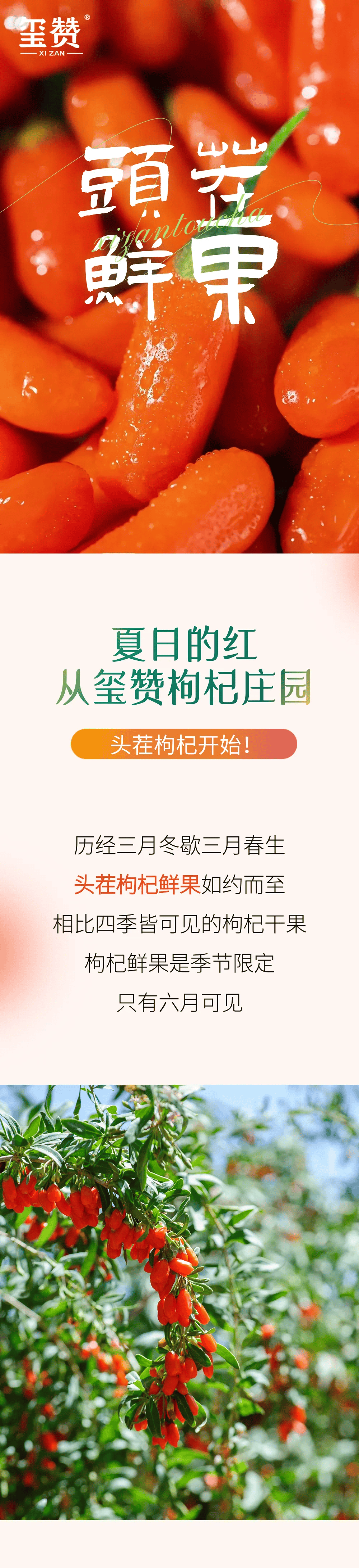 宁夏知名农业企业品牌展播丨玺赞庄园枸杞有限公司