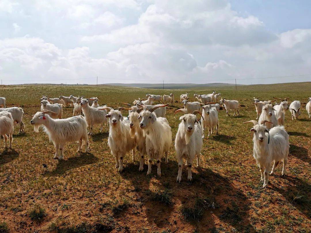 向"新"出发 | 内蒙古亿维:推动种业创新发展,守好内蒙古地方良种!