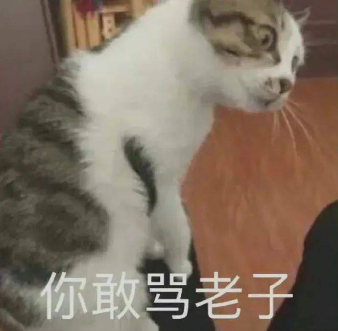 行不行啊?细狗丨第1016期喵表情包