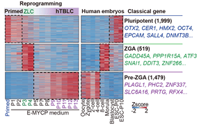 《细胞》重磅:北大团队获得两种新型人全能性干细胞