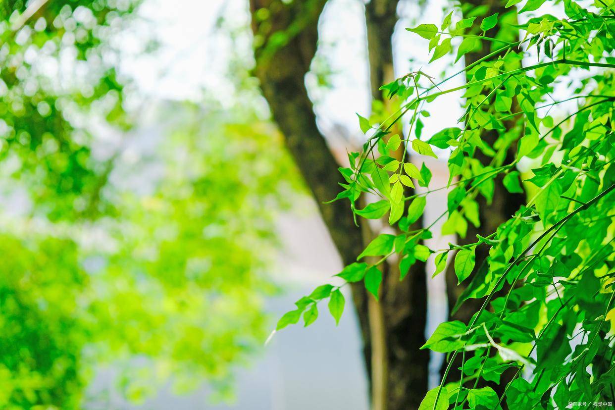 初夏宋詩賞析_形容初夏的詩句_林逋朱淑真范成大高駢陸游詩歌意境