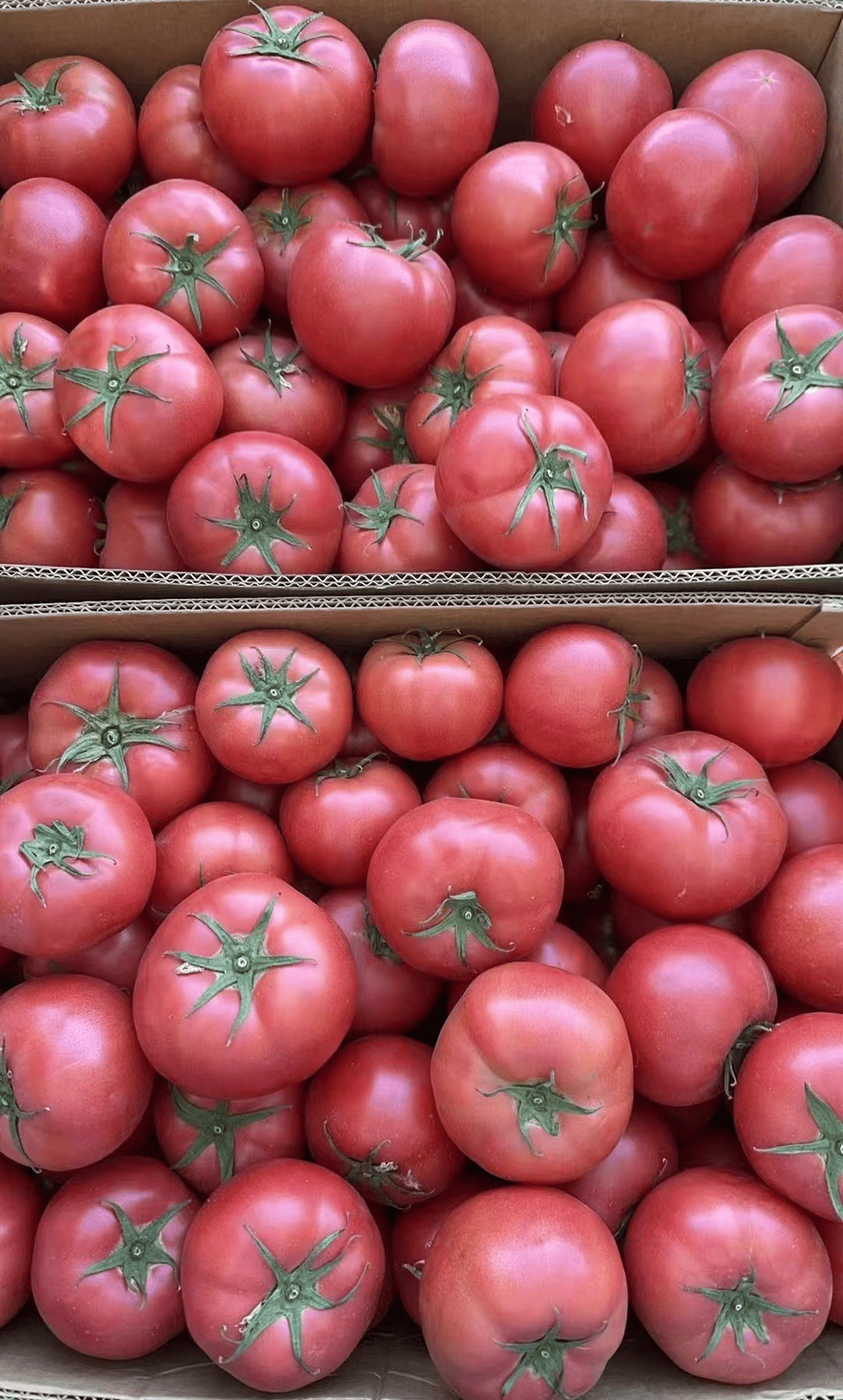 水果还是蔬菜?这里的"爆汁"西红柿给你"爆款" 答案