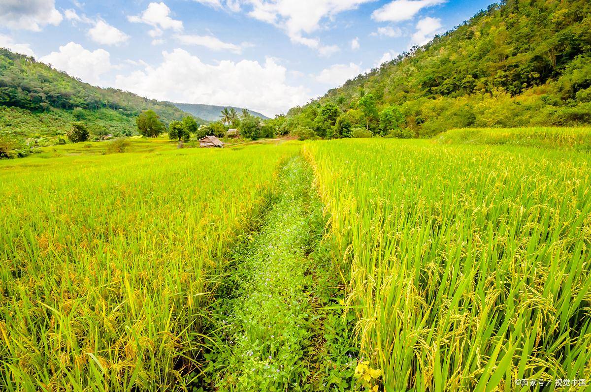 形容初夏的詩句_初夏宋詩賞析_林逋朱淑真范成大高駢陸游詩歌意境