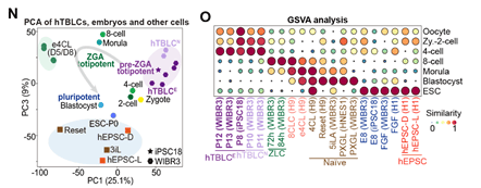 《细胞》重磅:北大团队获得两种新型人全能性干细胞