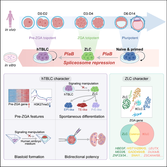 《细胞》重磅:北大团队获得两种新型人全能性干细胞
