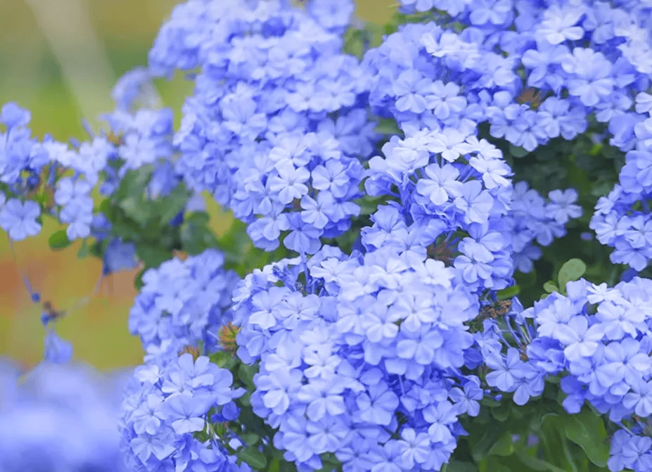喜欢蓝雪花的朋友,也可以试试白雪花,花色清新淡雅,养护简单