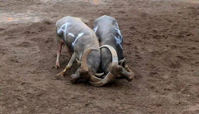 "哞!哞!",或碰,或挑,或扛,互不让步.