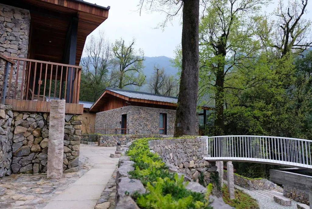 原舍·揽树山房:松阳体量最大的民宿疗休养接待点