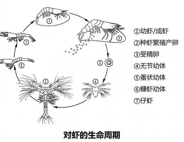 号称海洋里最难摆脱的"寄生虫",鲸鱼也得服软!
