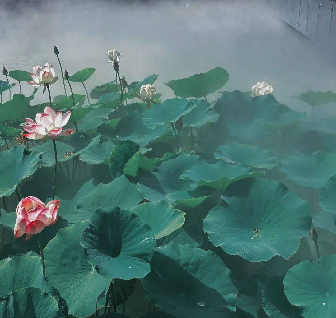 滕州微山湖红荷湿地 | 红荷湿地旅游度假区看点多多,人气满满