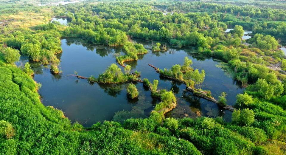 盛夏季节，青岛大沽河湿地河水潺潺成鸟类繁殖天堂