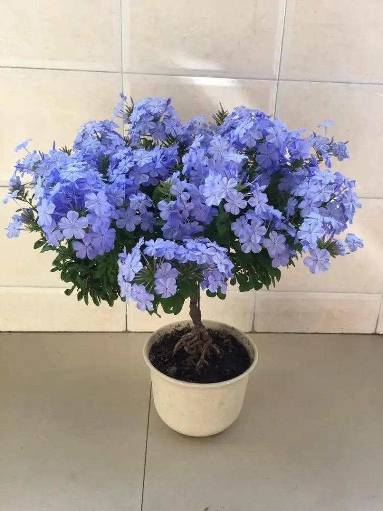 秋冬养蓝雪花,做好"3步",顺利生长,三季开花,四季旺盛