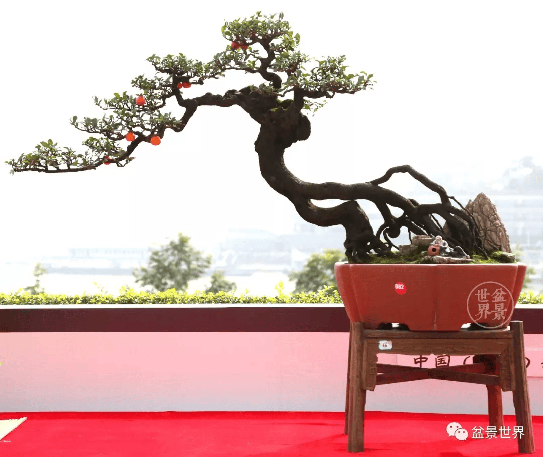 《孤木成林》(90×80cm)▲重庆市永川区盆景艺术协会展品《繁荣》(高