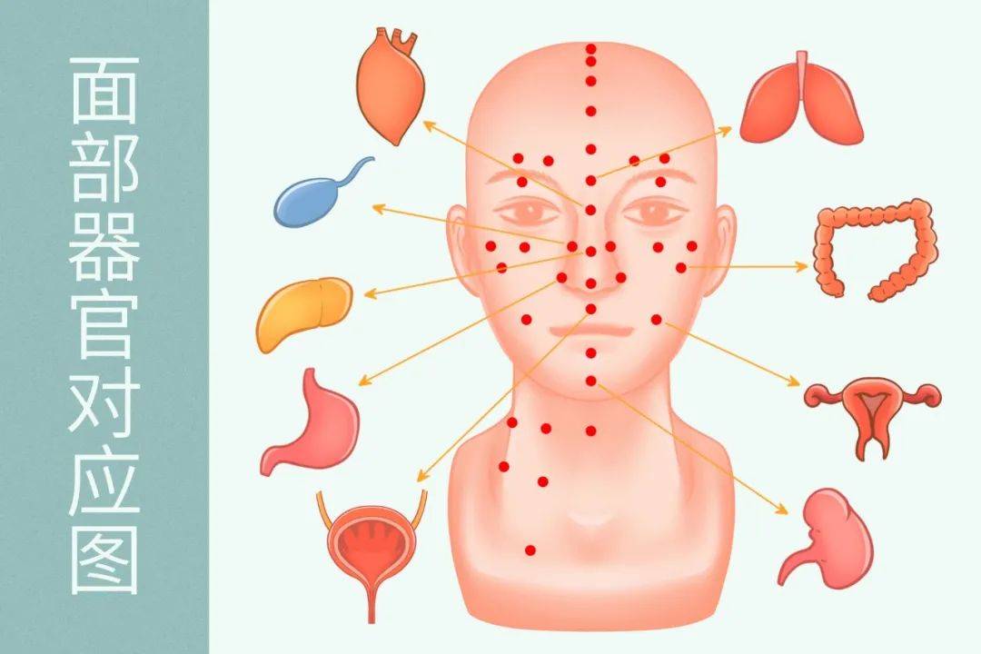 中医经络学说,特定的脏腑经络在面部循行部位,存在着有机的联系,不同