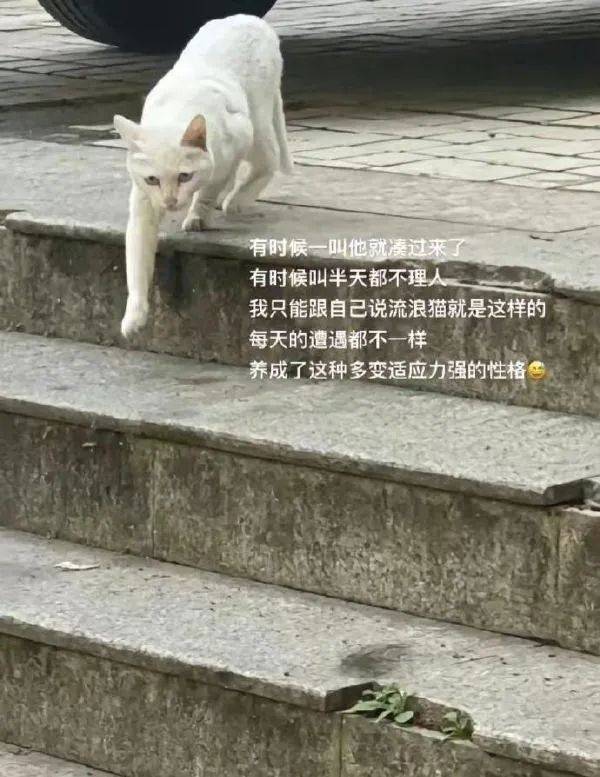 谁说女人不能上龙舟,这明显必胜啊