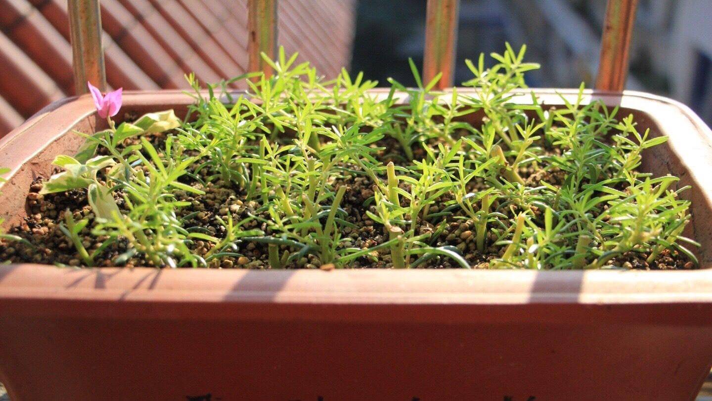 太阳花怎么播种?一个小"技巧",出苗快长势快,枝繁叶茂开爆盆