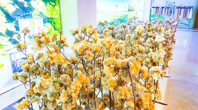 高新区(新市区):科技赋能彩棉经济圈出"彩"_棉花_中国_种植
