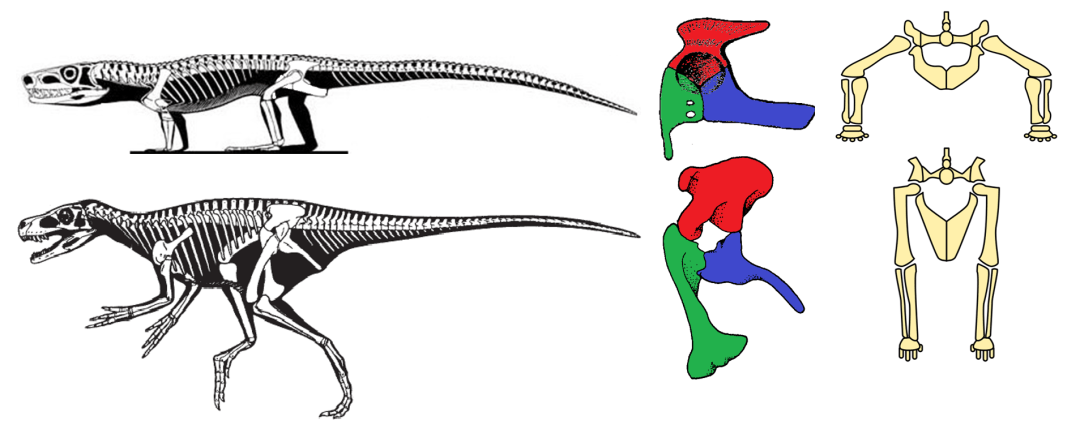 发现了和其它爬行动物完全不同的结构