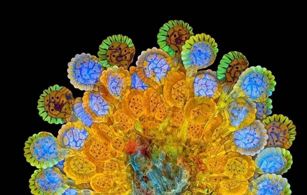 植物变形记:种,变种,品种在园林绿化中的惊艳演变和意义