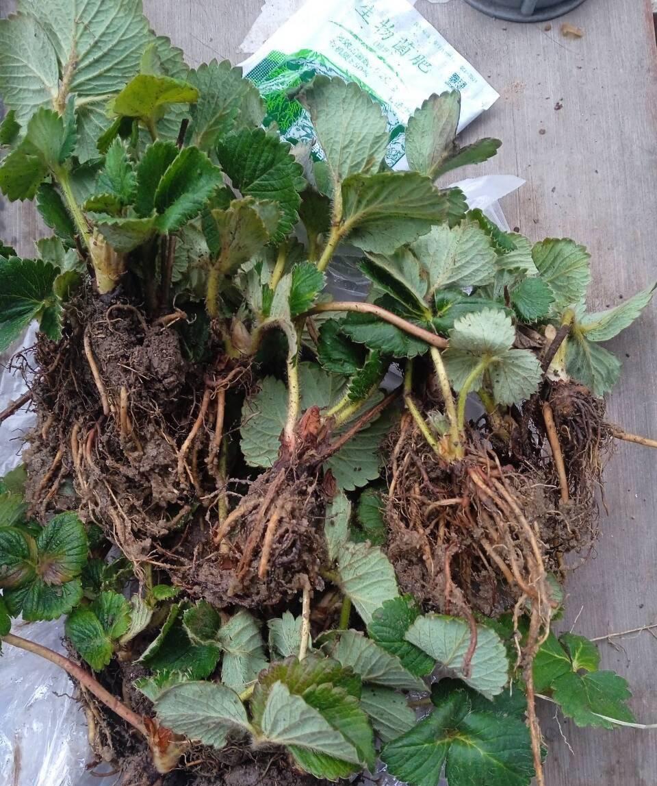 阳台种草莓,做"2点",收获"更多果",过程简单省心