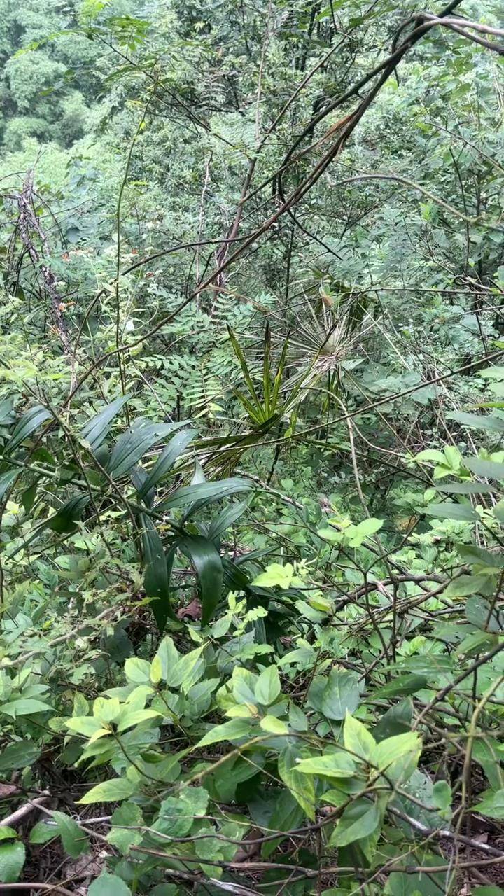 这么大的叶子我想知道这颗黄精有多大?