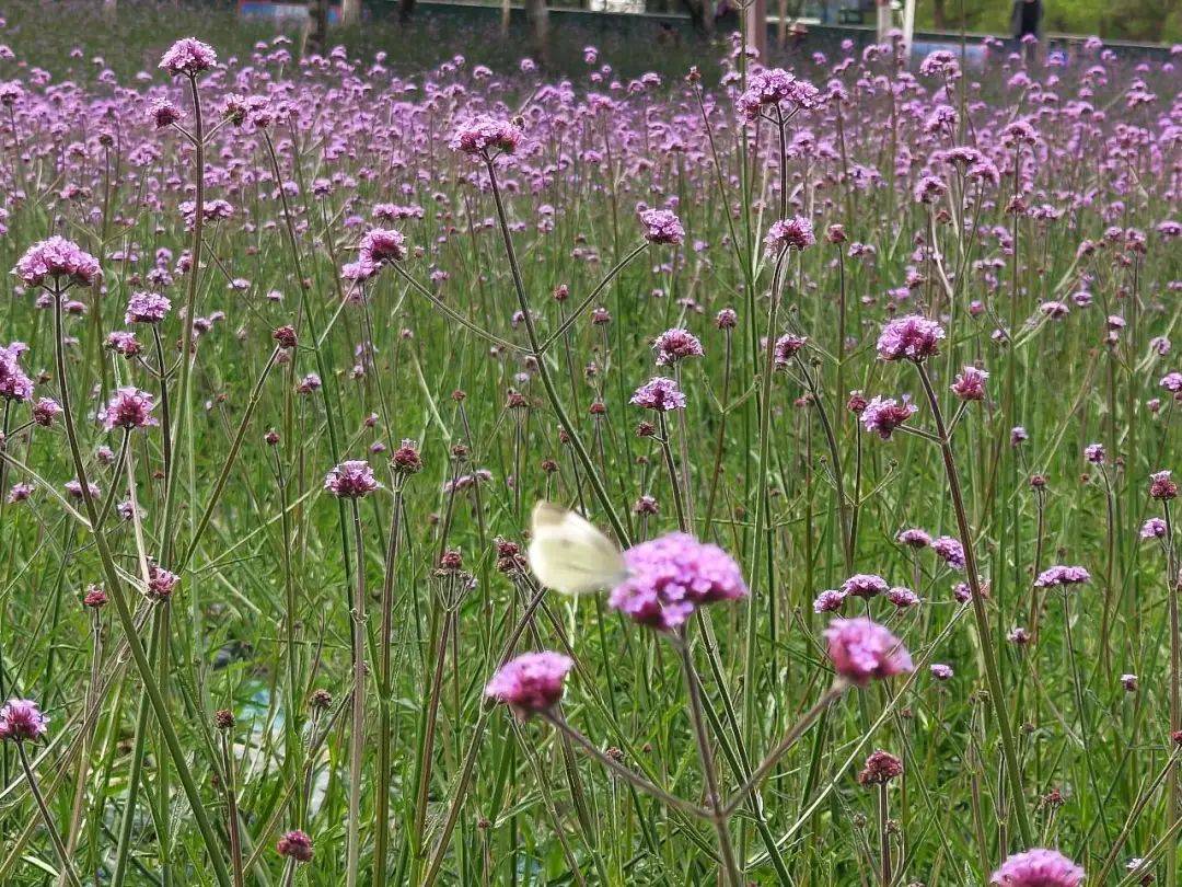 永靖马鞭草花海|盛夏感受"普罗旺斯"的浪漫