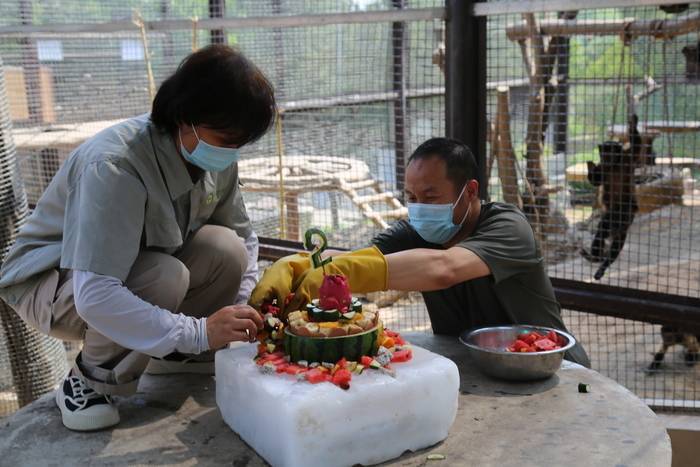 防暑还有仪式感,济南动物园2岁赤猴"小寿星"吃起了"冰蛋糕"