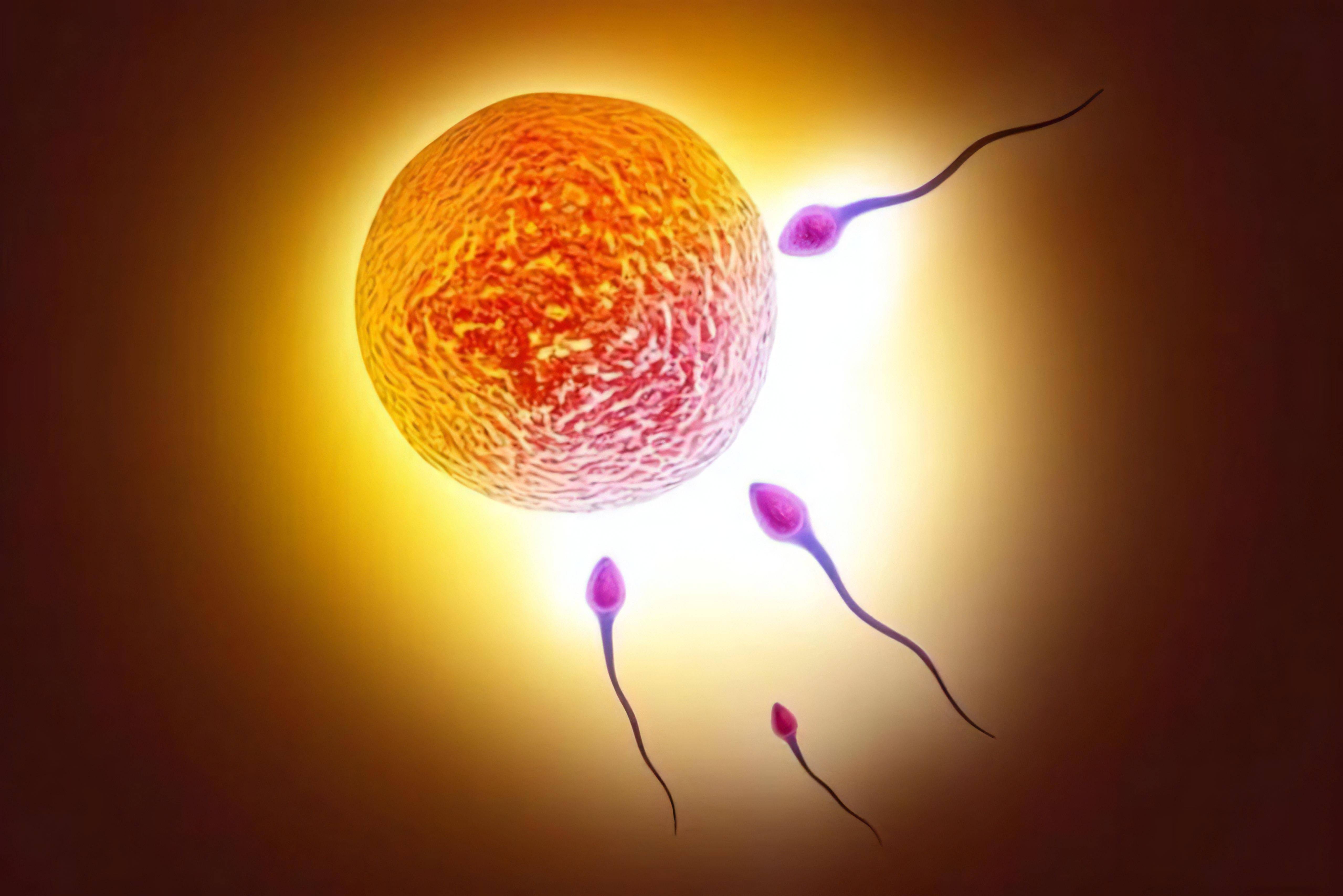 科学家拍到:人类卵子接受精子的一瞬间,会爆发出一阵巨大闪光