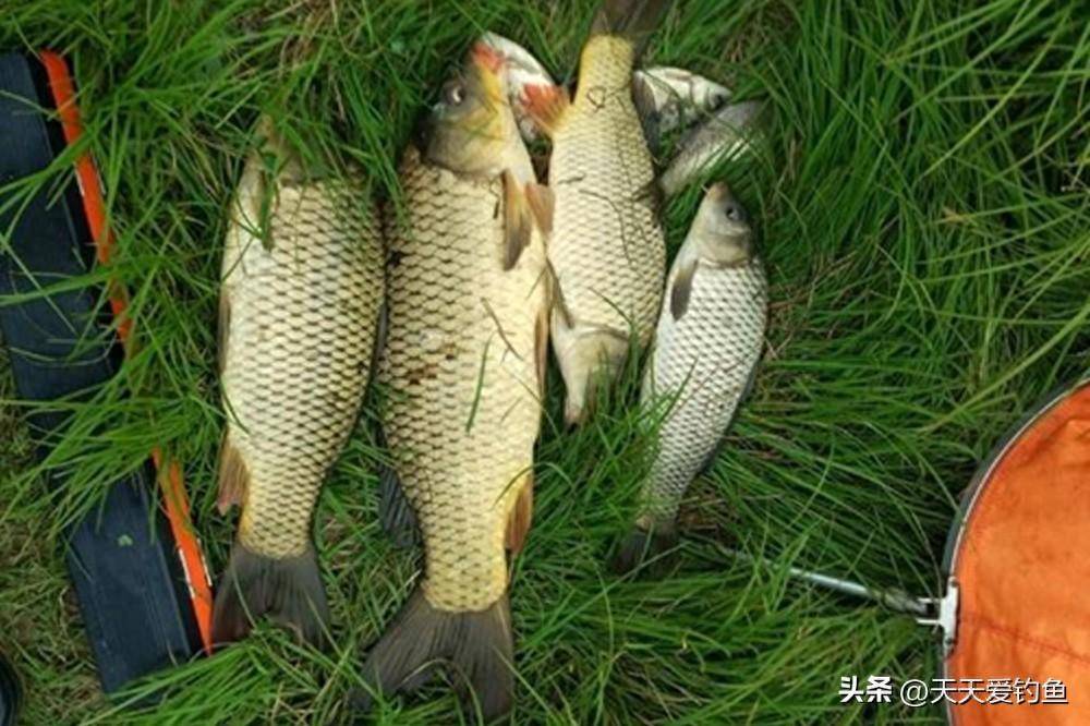 传统钓的“老祖宗”，使用直钩的卡子钓，正在消失的钓法_芦苇_饵料_长线