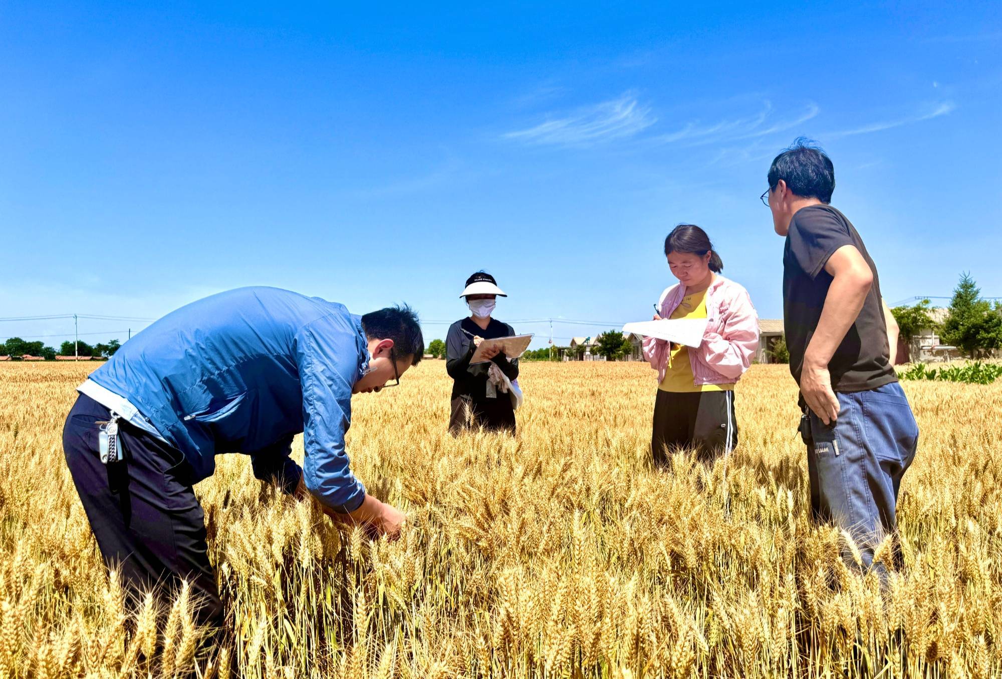 甘肃灵台开展小麦田间测产工作