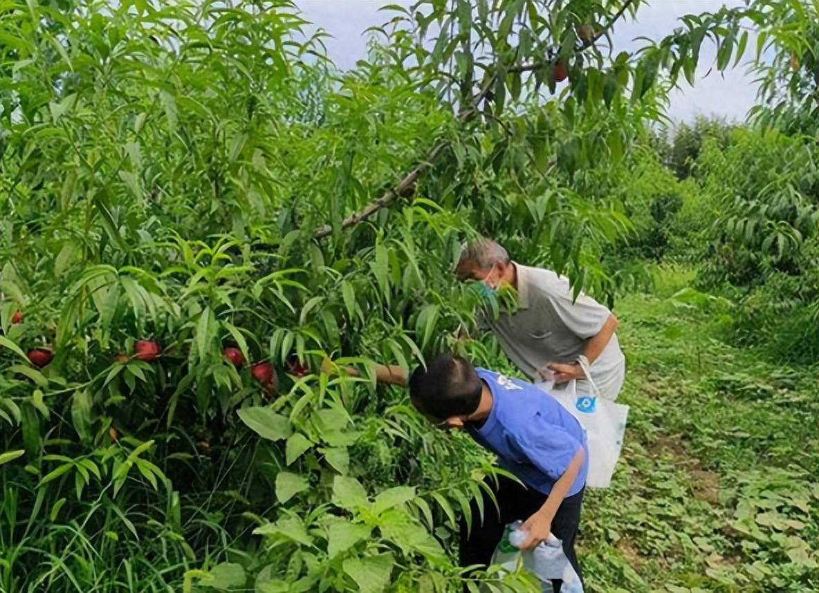 郑州:福娃亲近自然 体验采摘乐趣