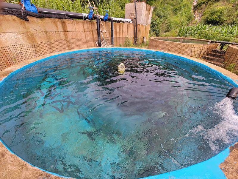 黔东南州首家虹鳟鱼养殖示范基地供不应求