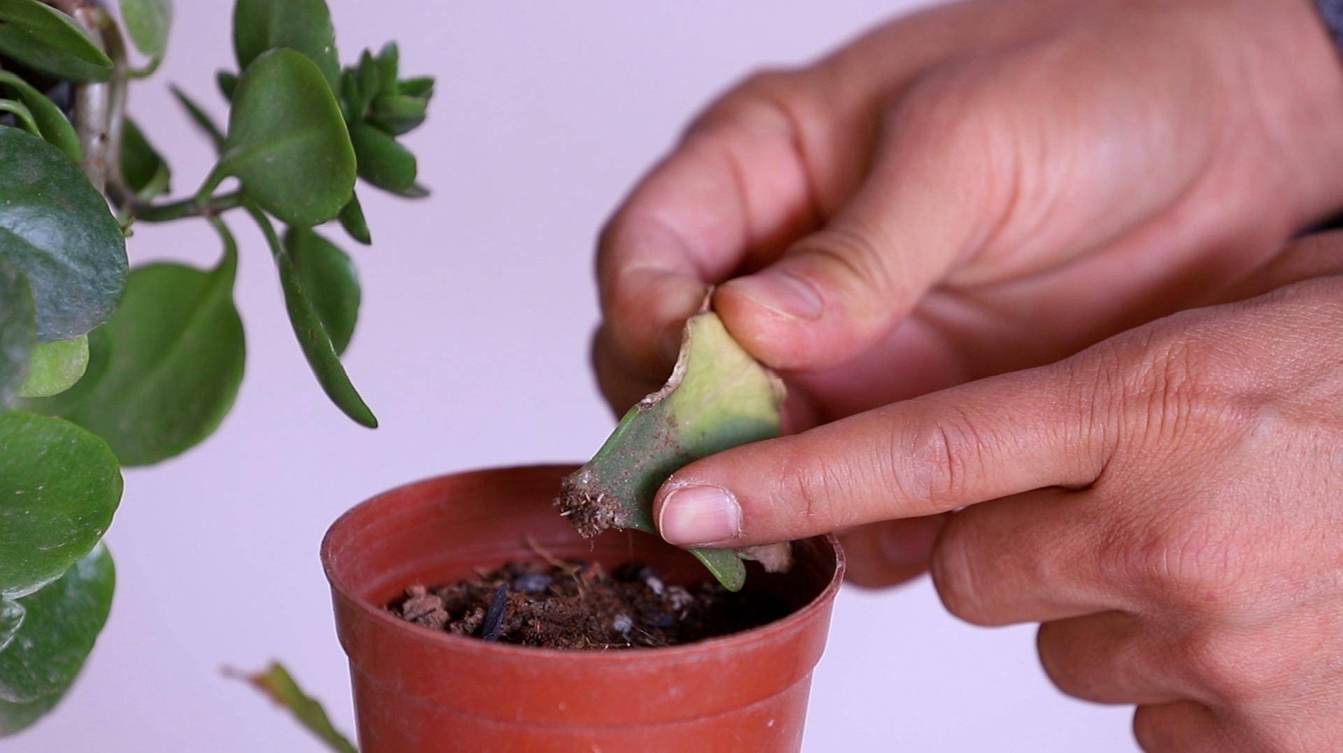 3,大岩桐它是一种苦苣科的多年生草本植物,它的根茎其实是一个大的