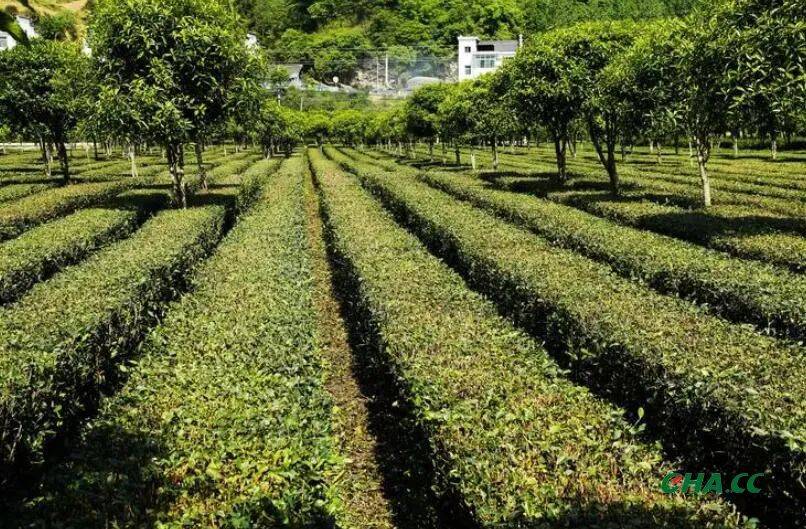 平利县积极推进夏秋茶生产线建设 助力茶产业提质增效_生产的_鲜叶_老百姓