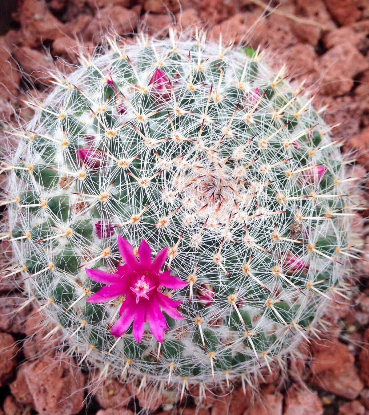 给仙人球浇水,有4字"口诀",一棵棵肥肥壮壮,翠绿又漂亮_植物_水分