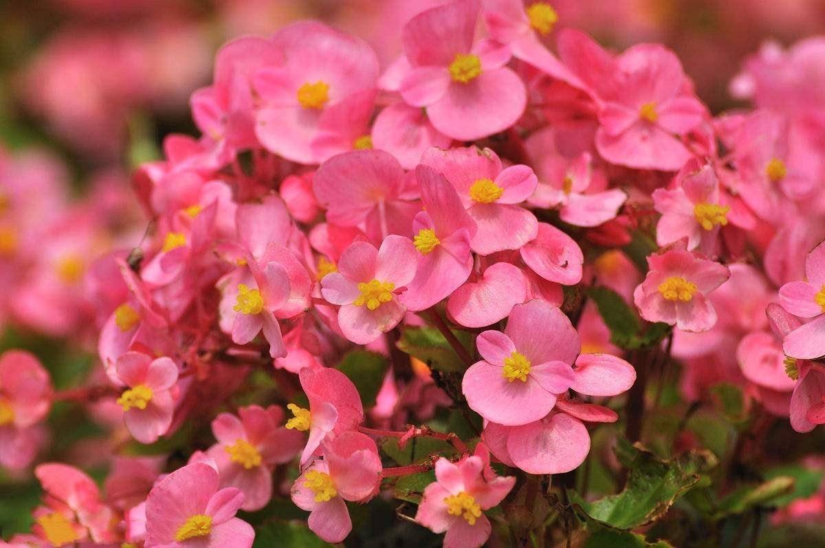 壁纸 花 桌面 1200_797