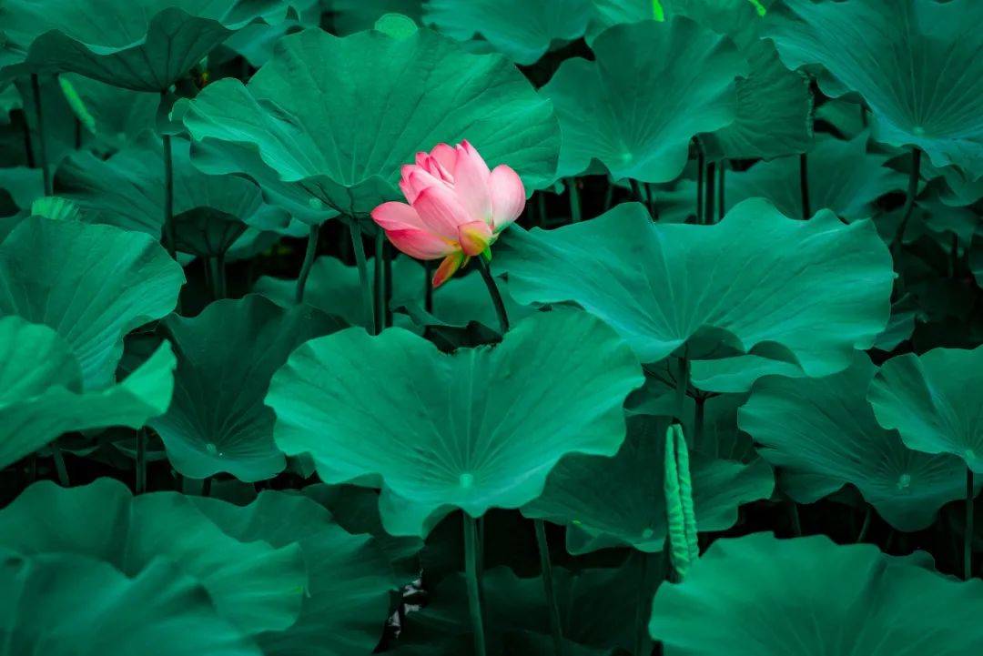 一朵荷花,绽放整个夏天