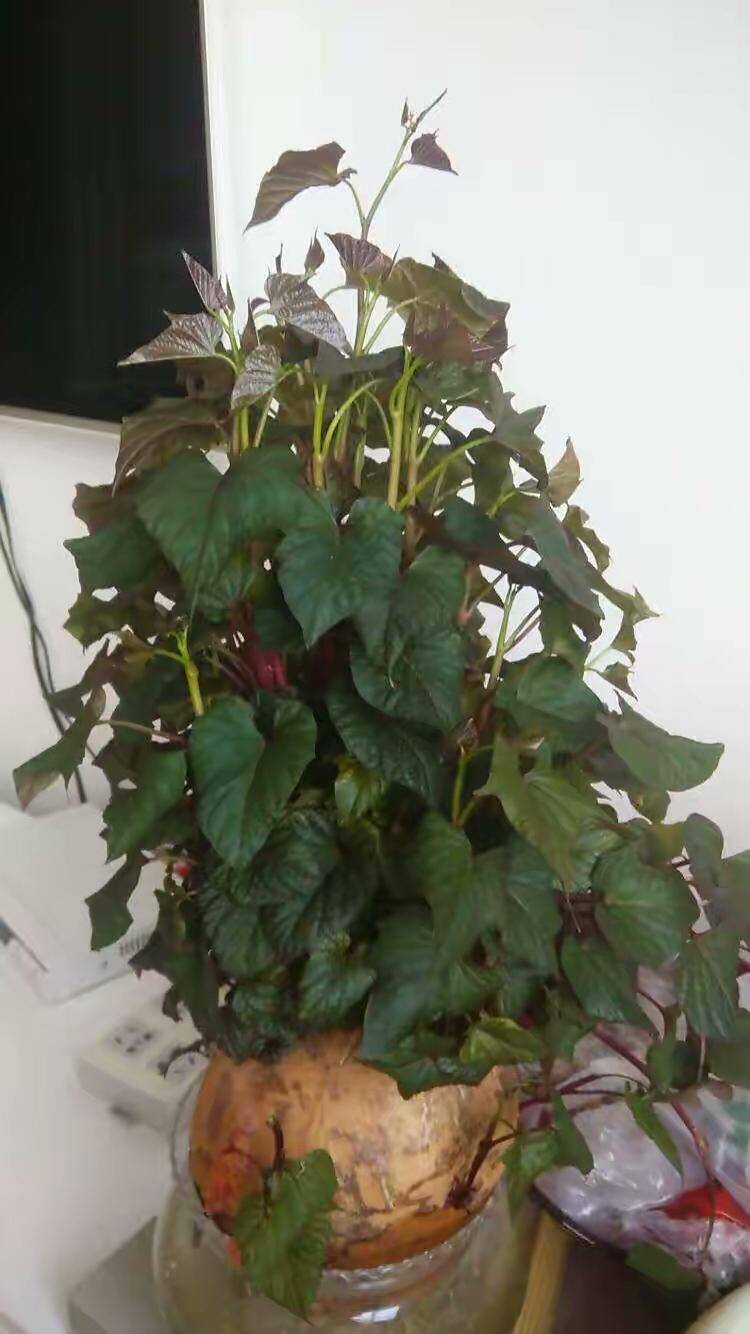 2种好吃的青菜,在家就能种,光照充足长势喜人,朋友看了都称赞