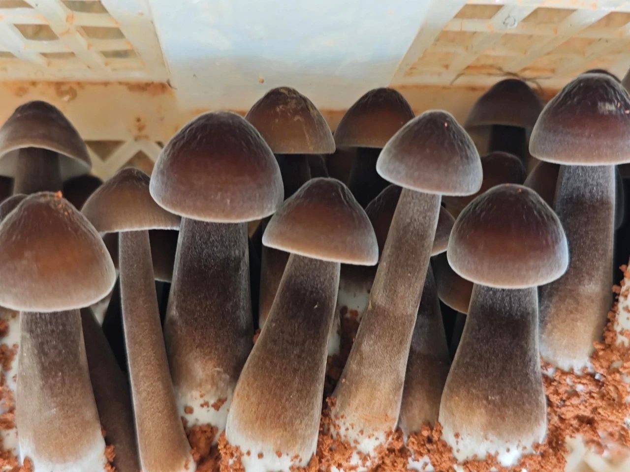 清远连山小三江镇:小黑菌撑起增收"致富伞"