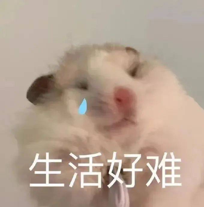 “亚比，囧囧囧”，今天你“囧”了吗？
