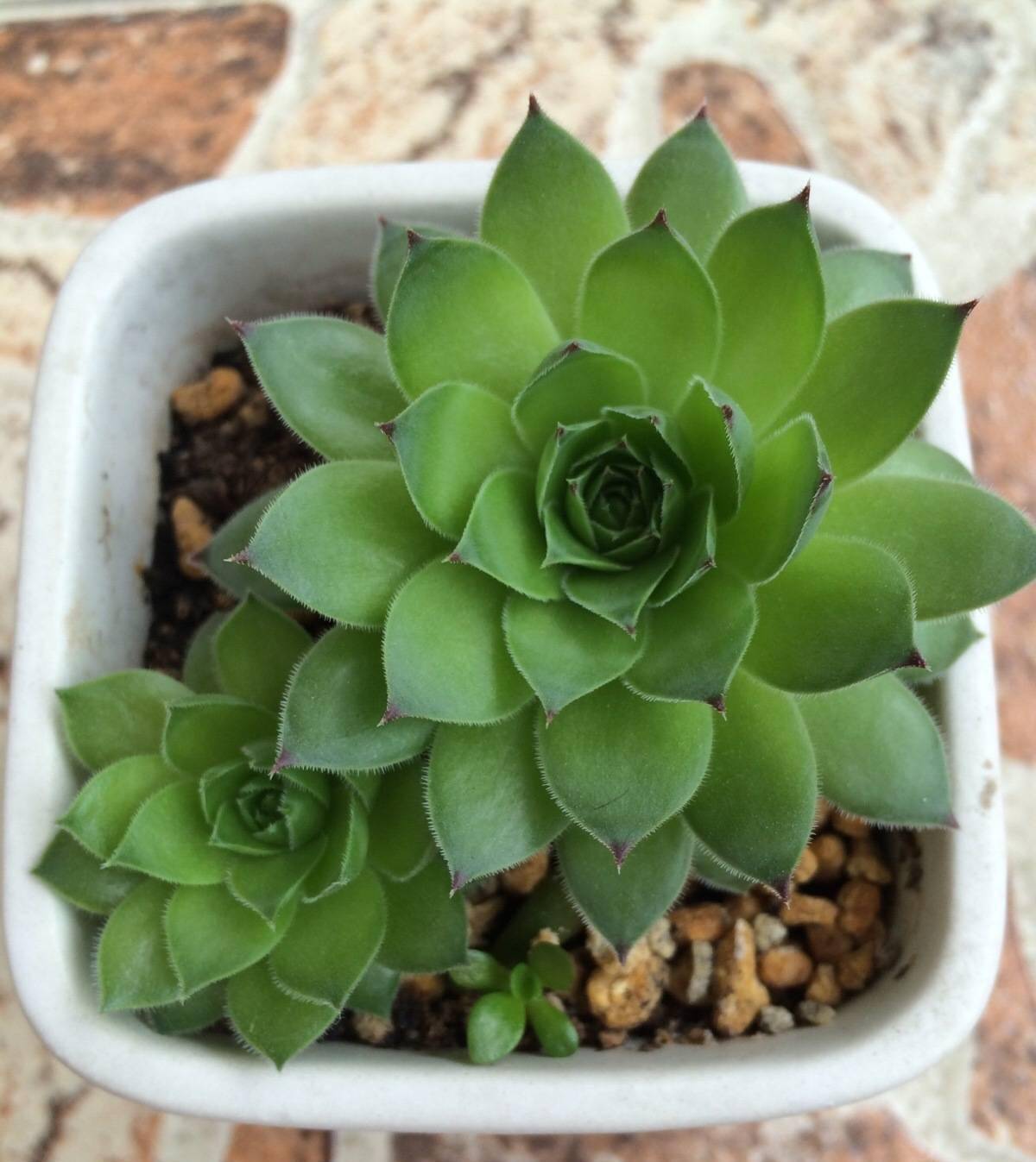 养观音莲,用一种方法,1棵变20棵,植株更大颜色更美