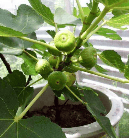 春天2样水果种阳台,美观又好养,长势快结果多,家里不缺水果吃