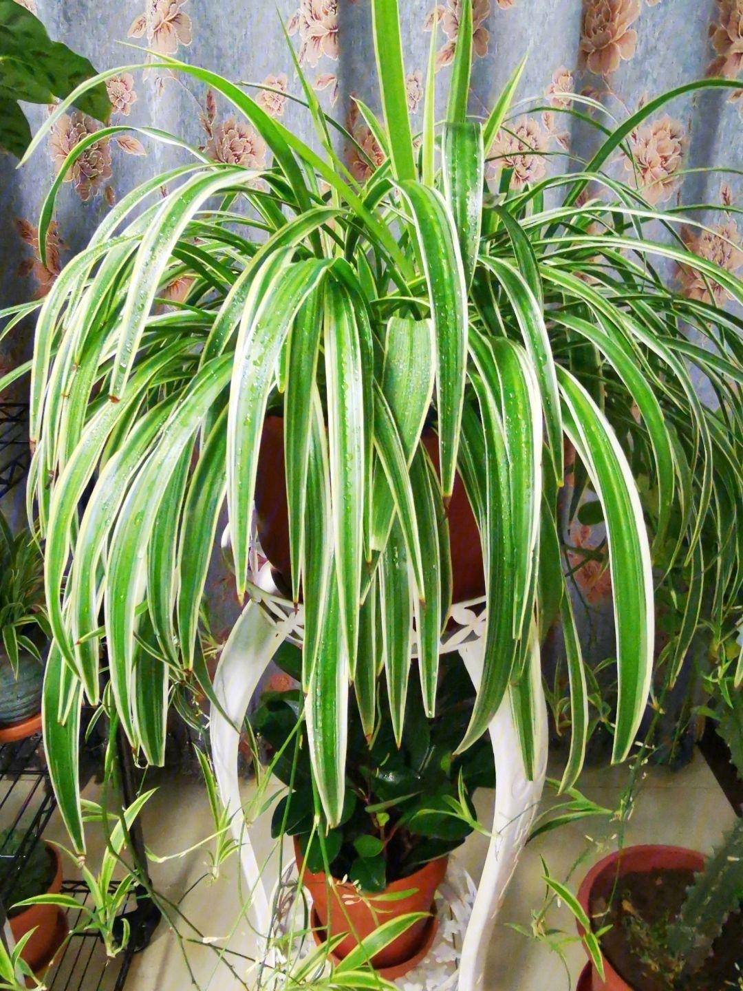 盆景 盆栽 植物 1080_1440 竖版 竖屏